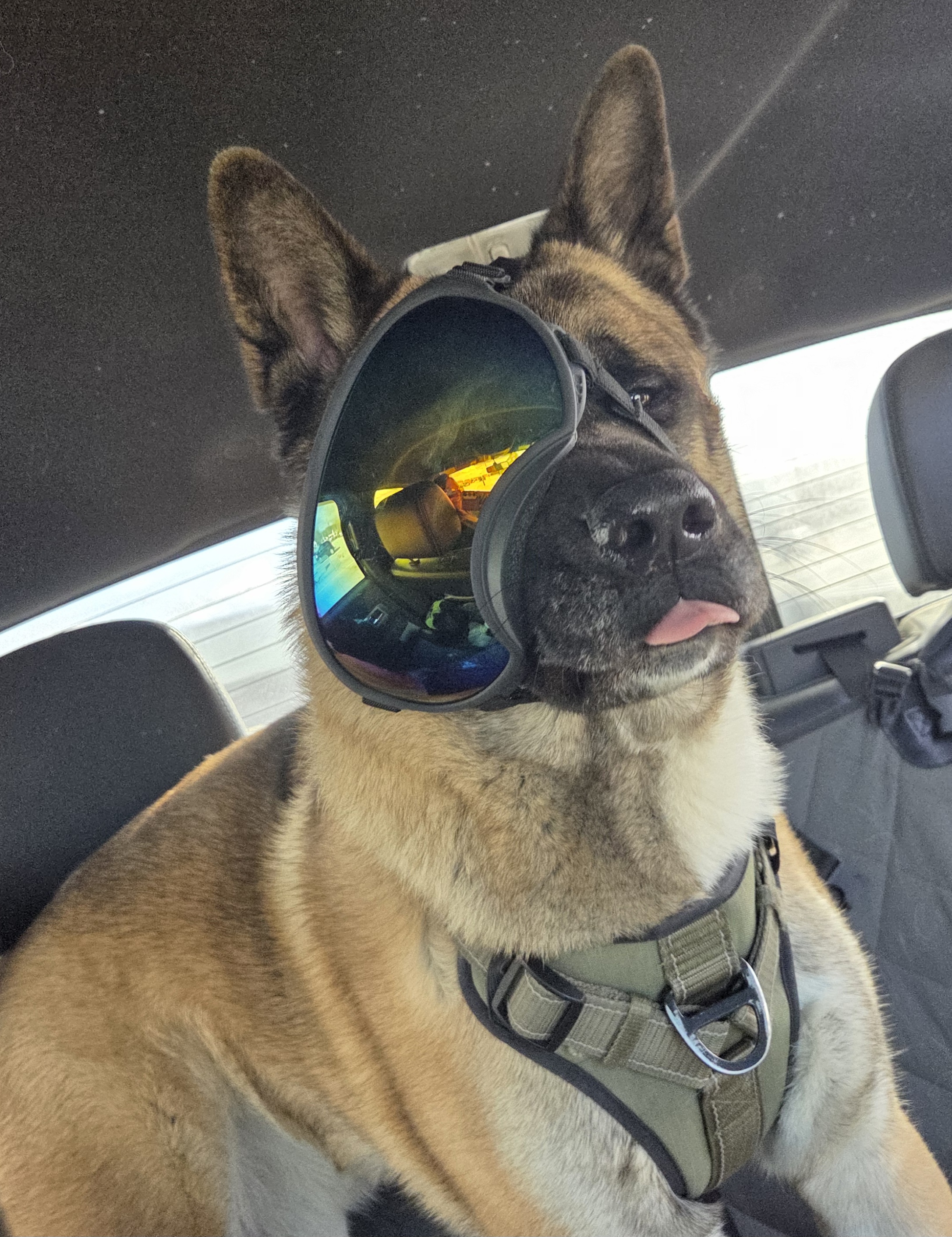 Akita.Mum.Ko